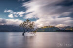 Neuseeland Wanaka Tree