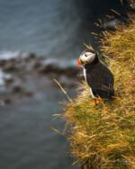 Island Puffin Papageitaucher