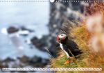 Island - Puffin Papageitaucher